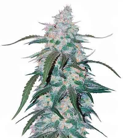 Pineapple > Seed Stockers | Feminized Marijuana   |  Indica