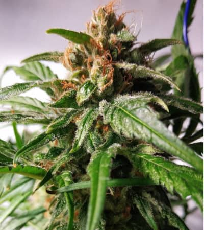 Pineapple > Seed Stockers | Feminized Marijuana   |  Indica