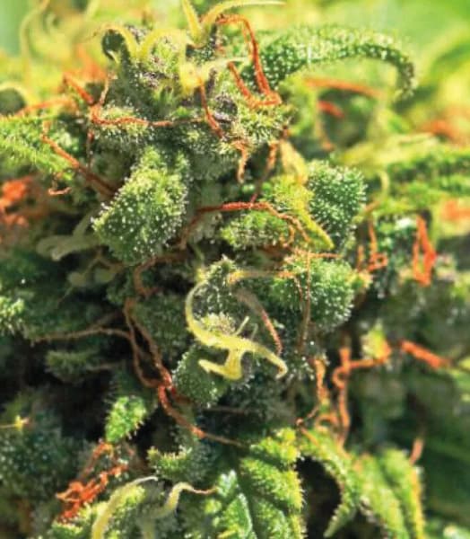 Pineapple Upside Down Cake > Humboldt Seed Company | Feminized Cannabis   |  Sativa