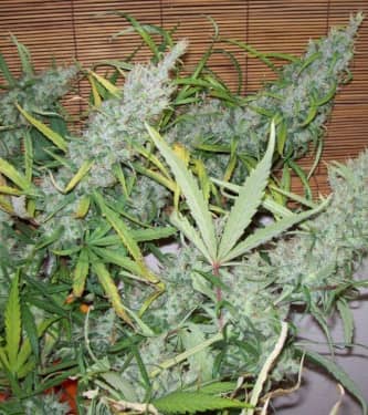 Pineapple Banana Bud > Green Mountain Seeds | Semillas Regulares  |  Sativa