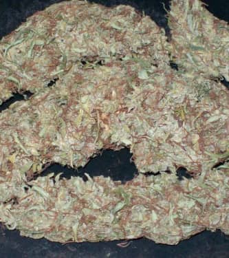 Pineapple Banana Bud > Green Mountain Seeds | Graines Normal  |  Sativa