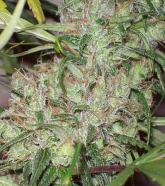 Pineapple Banana Bud > Green Mountain Seeds | Graines Normal  |  Sativa