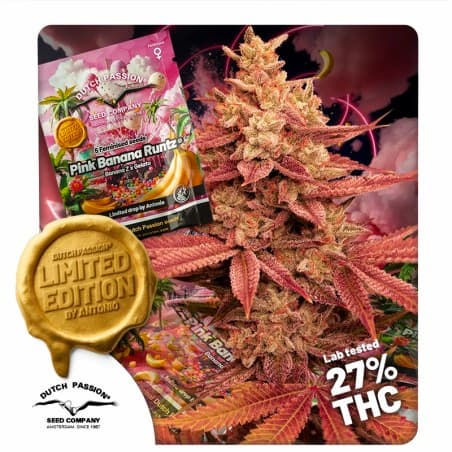 Pink Banana Runtz Seed > Dutch Passion | Feminized Cannabis   |  Indica