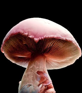 Pink Buffalo > Zauberpilze | Zauberpilze / Magic Mushrooms