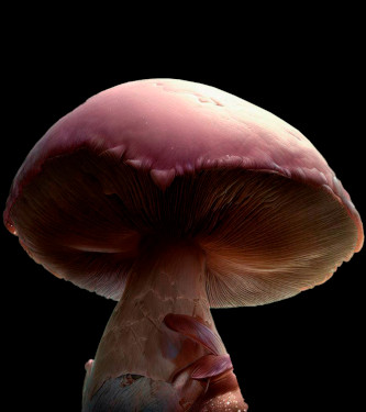 Pink Buffalo > Zauberpilze