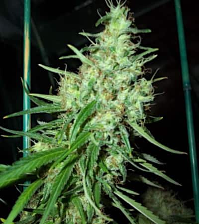 Pink Floyd > Mr. Nice | Semillas Regulares  |  Sativa