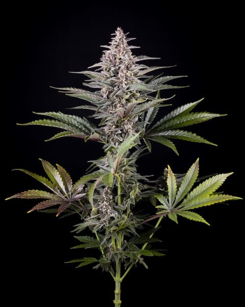 Pink Gelato Seed > Kannabia Seeds | Feminized Cannabis   |  Indica