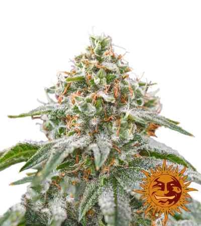 Pink Kush > Barneys Farm | Feminized Marijuana   |  Indica