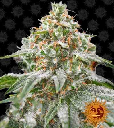 Pink Kush > Barneys Farm | Semillas feminizadas  |  Índica