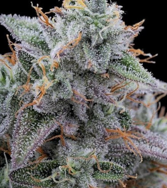 Pink Limez > Grounded Genetics | Feminisierte Hanfsamen  |  Hybrid