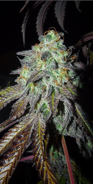 Pink Paletas > Karma Genetics | Feminized Cannabis   |  Hybrid