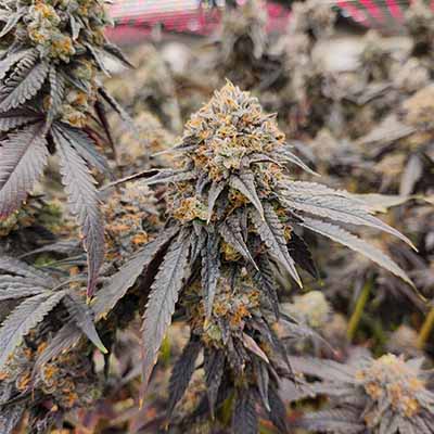 Pink Payton > Karma Genetics | Semillas feminizadas  |  Híbrido