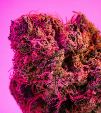 Pink Rozay > Original Sensible Seeds | Feminized Marijuana   |  Indica