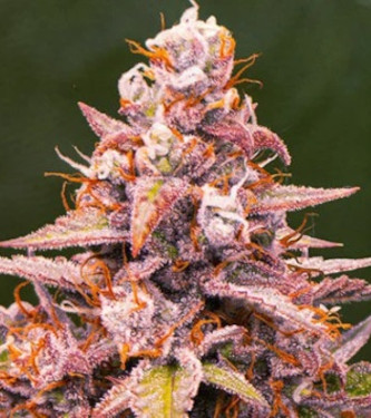 Pink Rozay > Original Sensible Seeds | Feminized Marijuana   |  Indica