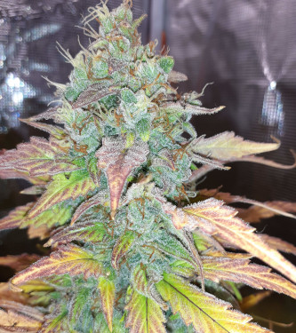 Auto Pink Rozay x Strawberry Banana > Original Sensible Seeds | Autoflowering Cannabis   |  Indica