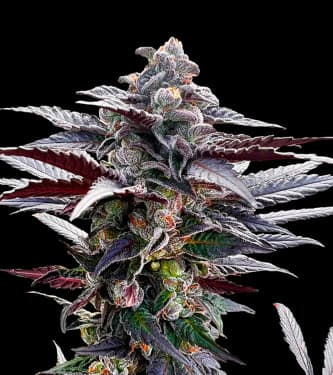 Pink Sunset > Silent Seeds | Feminized Marijuana   |  hybrid