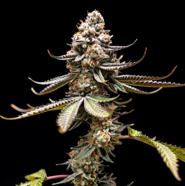 Pink Truffle graines > World Breeders | Graines Féminisées  |  Indica