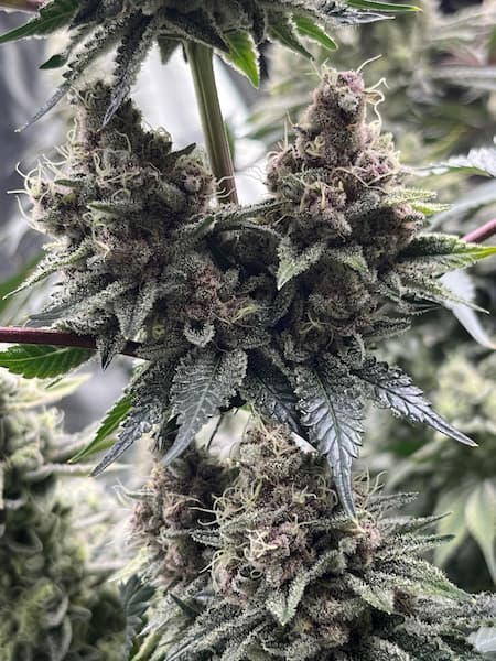 Pintxo Seed > Bask Triangle Farms | Feminized Cannabis   |  Indica