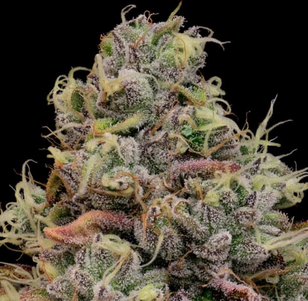 Pistachio Churro Auto Samen > Anesia Auto | Autoflowering Hanfsamen  |  Indica