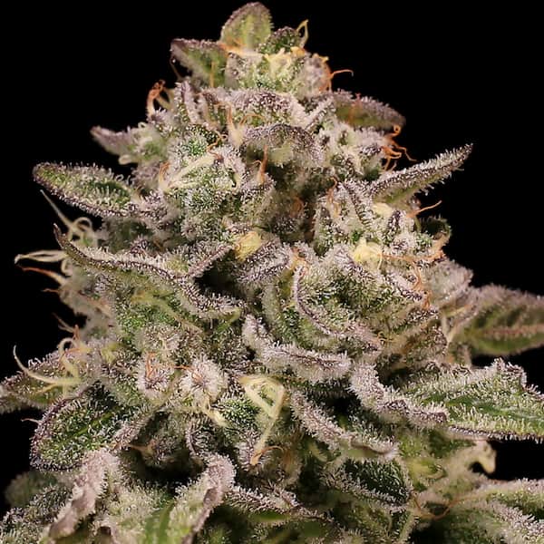 Pistachio Churro Auto Samen > Anesia Auto | Autoflowering Hanfsamen  |  Indica