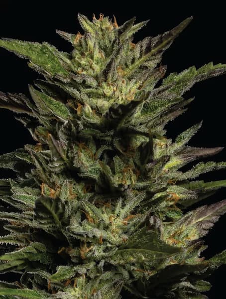 Pistachio > Humboldt Seed Company | Feminized Cannabis   |  Indica