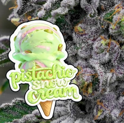 Pistachio Snow Cream Samen > Anesia Seeds | Feminisierte Hanfsamen  |  Indica