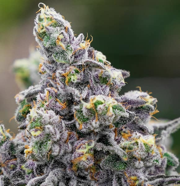 Pistachio Snow Cream Samen > Anesia Seeds | Feminisierte Hanfsamen  |  Indica
