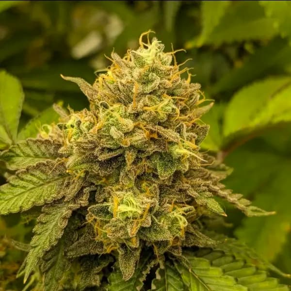 Planet Express Seed > Bask Triangle Farms | Feminized Cannabis   |  Indica