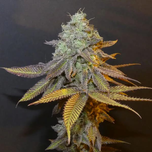Planet Express Seed > Bask Triangle Farms | Feminized Cannabis   |  Indica