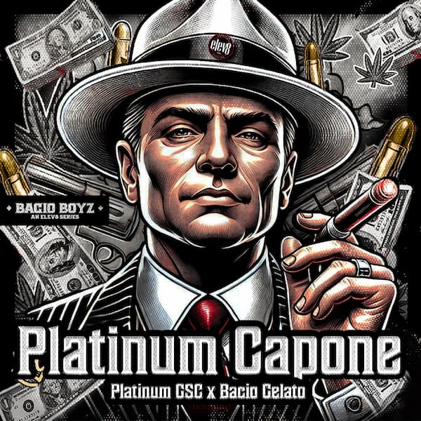 Platinum Capone graines > Elev8 Seeds | Graines Féminisées  |  Hybride