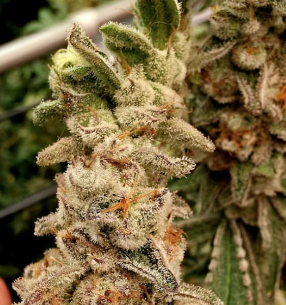 Platinum Capone graines > Elev8 Seeds | Graines Féminisées  |  Hybride