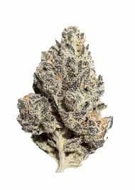 Pluto Seed > Sacred Terps | Feminized Cannabis   |  Indica