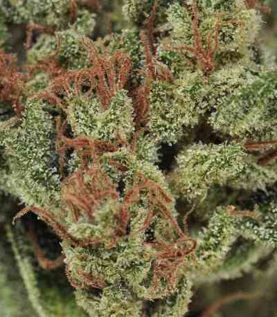 Point of No Return > Mandala Seeds | Regular Marijuana   |  Hybrid