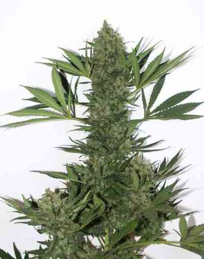 Point of No Return > Mandala Seeds | Regular Marijuana   |  Hybrid