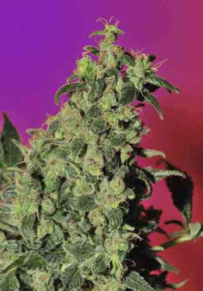 Point of No Return > Mandala Seeds | Regular Marijuana   |  Hybrid