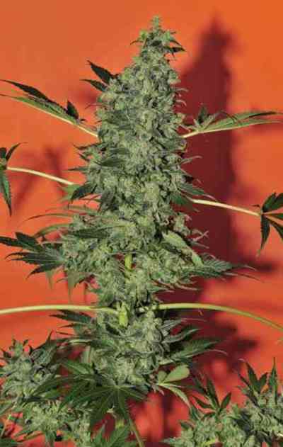 Point of No Return > Mandala Seeds | Regular Marijuana   |  Hybrid