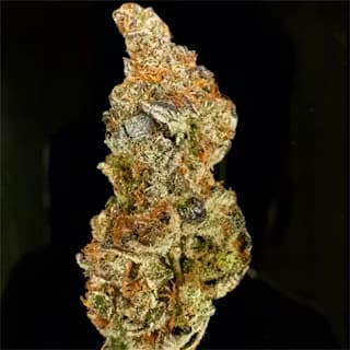 Poison Cookies Samen > Original Sensible Seeds | Feminisierte Hanfsamen  |  Sativa