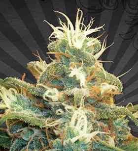 Polar Express > Auto Seeds | Autoflowering Cannabis   |  Indica