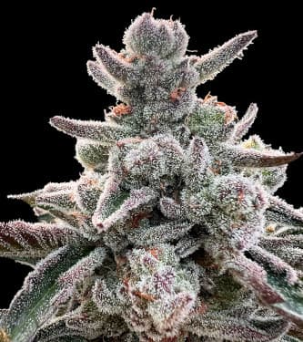 Polar Gelato > Silent Seeds | Feminized Marijuana   |  hybrid