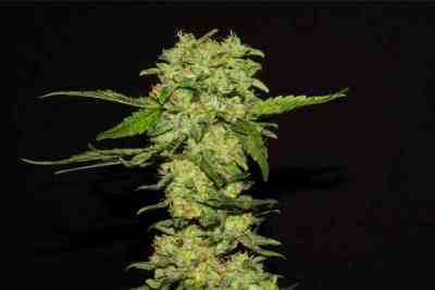 Portela Seed > R-Kiem Seeds | Feminized Marijuana   |  Sativa