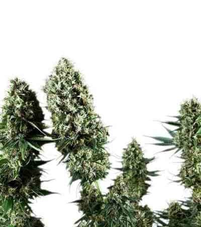 Power Flower > Royal Queen Seeds | Feminisierte Hanfsamen  |  Sativa