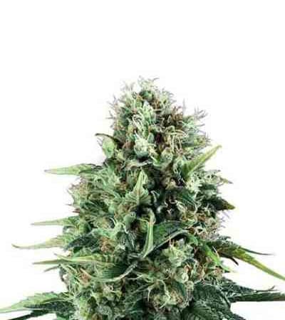 Power Flower > Royal Queen Seeds | Graines Féminisées  |  Sativa