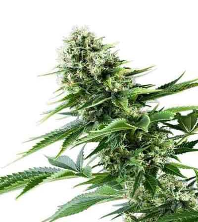 Power Flower > Royal Queen Seeds | Semillas feminizadas  |  Sativa