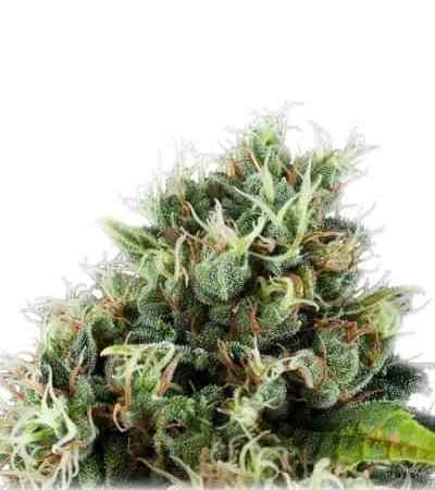 Power Flower > Royal Queen Seeds | Graines Féminisées  |  Sativa