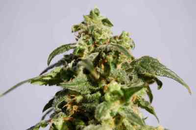 Skunk + > Kannabia Seeds | Feminized Marijuana   |  Indica