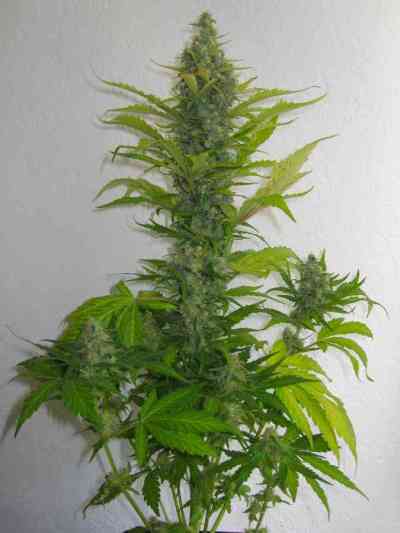 Skunk + > Kannabia Seeds | Feminized Marijuana   |  Indica