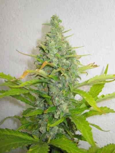 Skunk + > Kannabia Seeds | Feminized Marijuana   |  Indica