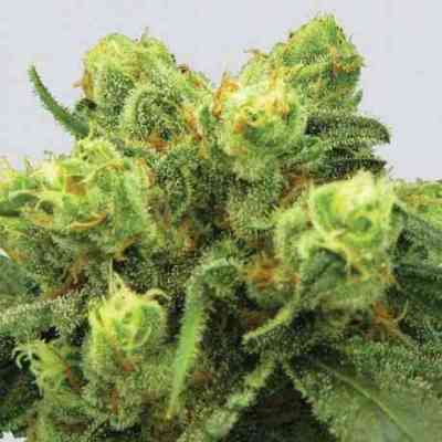 Big Bud > Nirvana | Feminized Marijuana   |  Indica