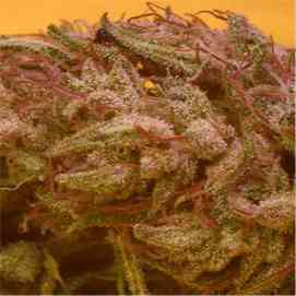 First Lady > Delicatessen | Semillas feminizadas  |  Sativa