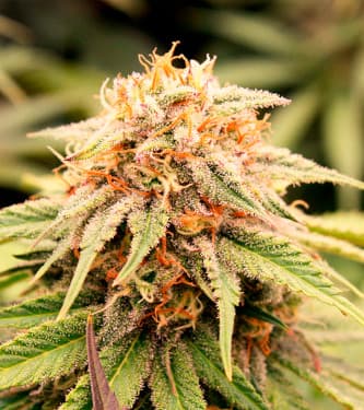 PriZmatic > Humboldt Seed Organisation | Feminized Marijuana   |  Indica